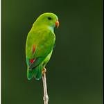 Vernal Hanging Parrot / Loriculus vernalis
