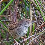 Grey Emutail / Bradypterus seebohmi