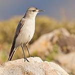 Black-fronted Ground Tyrant / Muscisaxicola frontalis