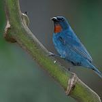 Orangequit / Euneornis campestris