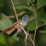 Tablas Fantail / Rhipidura sauli