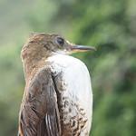 Southern Nightingale-Wren / Microcerculus marginatus