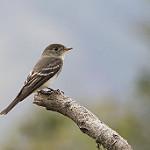 Acadian Flycatcher / Empidonax virescens