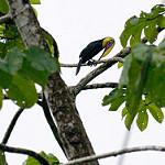 Желтогорлый тукан / Ramphastos ambiguus