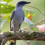 Andaman Cuckooshrike / Coracina dobsoni