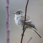 Least Flycatcher / Empidonax minimus