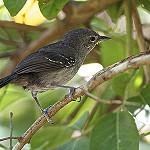 Матугросская муравьянка / Cercomacra melanaria