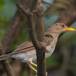 Африканский дрозд / Turdus pelios