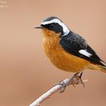 Белобровая горихвостка / Phoenicurus moussieri