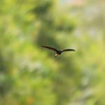 Sao Tome Spinetail / Zoonavena thomensis