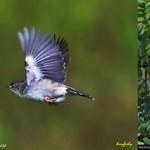 Сокотранская цистикола / Cisticola haesitatus