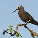 Малая кланяющаяся крачка / Anous tenuirostris