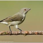 Толстоклювый цветоед / Pachyglossa agilis