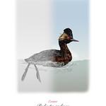 Андская поганка / Podiceps andinus