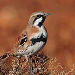 Cinnamon Quail-thrush / Cinclosoma cinnamomeum