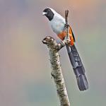 Collared Treepie / Dendrocitta frontalis