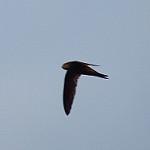 Nyanza Swift / Apus niansae