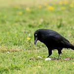 Тасманийский ворон / Corvus tasmanicus
