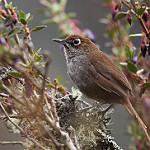 Eye-ringed Thistletail / Asthenes palpebralis
