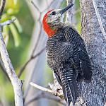 Jamaican Woodpecker / Melanerpes radiolatus