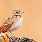 Рыжекрылый жаворонок / Plocealauda erythroptera