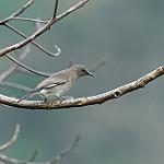 Madagascar Starling / Hartlaubius auratus