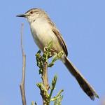Изящная приния / Prinia gracilis