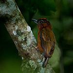 Rufous-breasted Piculet / Picumnus rufiventris