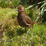 Tristan Thrush / Turdus eremita