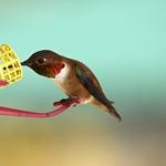 Pirre Hummingbird / Goldmania bella