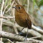 Sierra Nevada Antpitta / Grallaria spatiator