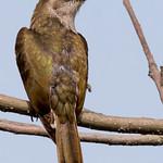 Chalcites crassirostris