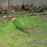 Красноголовая которра / Pyrrhura rhodocephala