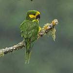 Yellow-eared Parrot / Ognorhynchus icterotis