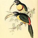 Светлоклювый арасари / Pteroglossus erythropygius