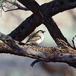 Slaty-backed Thornbill / Acanthiza robustirostris