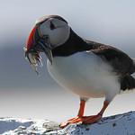 Чистиковые / Alcidae фото