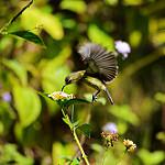 Souimanga Sunbird / Cinnyris sovimanga