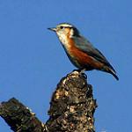 Белобровый поползень / Sitta victoriae