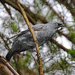 Желтоглазый воронец / Coracina lineata