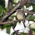 Wied's Tyrant-Manakin / Neopelma aurifrons