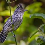 Чернополосый колючник / Thamnophilus doliatus
