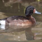 Baer's Pochard / Aythya baeri