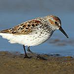 Перепончатопалый песочник / Calidris mauri