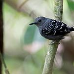 Чешуйчатоспинная муравьянка / Willisornis poecilinotus
