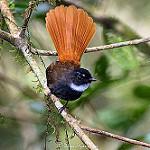 Rufous-tailed Fantail / Rhipidura phoenicura