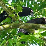 Фиолетовый кукаль / Centropus violaceus