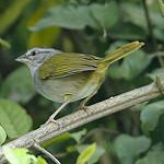 Зеленоспинный тохи / Arremonops chloronotus