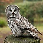 Бородатая неясыть / Strix nebulosa