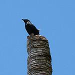 Striated Starling / Aplonis striata
